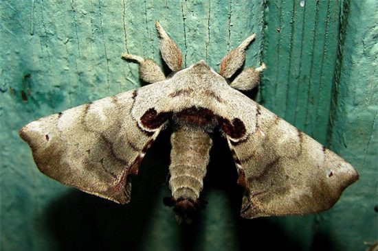 Nhưng sau khi biến hình, chúng lại có một màu nâu phù hợp tập tính hoạt động về đêm