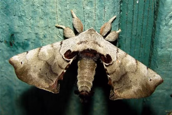 Nhưng sau khi biến hình, chúng lại có một màu nâu phù hợp tập tính hoạt động về đêm