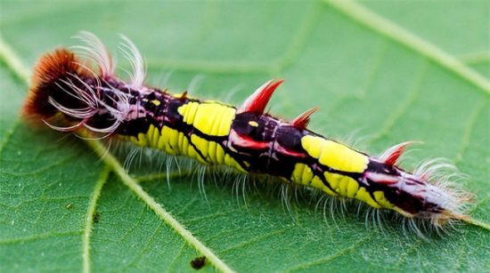 Sâu bướm xanh lại giống một cây gậy nhỏ đủ màu