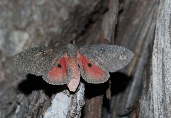 Đến khi trưởng thành, chúng lại có gần với vỏ cây để ẩn mình vào đó