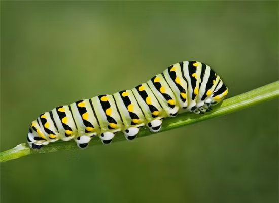 Sâu bướm đuôi én đen Al-pơ mang trên thân những sọc vàng đen xen lẫn