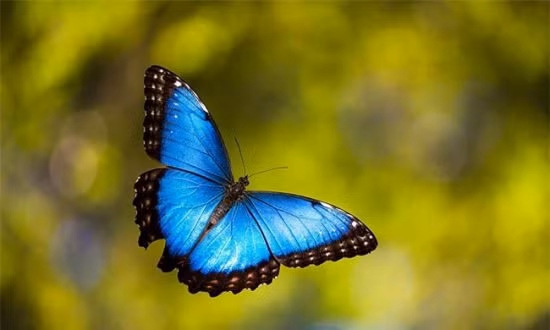 Không giống với đôi xanh đẹp tuyệt vời của nó khi trưởng thành