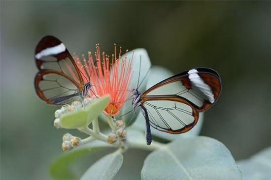 Còn bướm cánh thủy tinh trưởng thành với đôi cánh đặc biệt