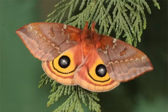 Bướm đêm Io với hai chấm tròn như đôi mắt mở to