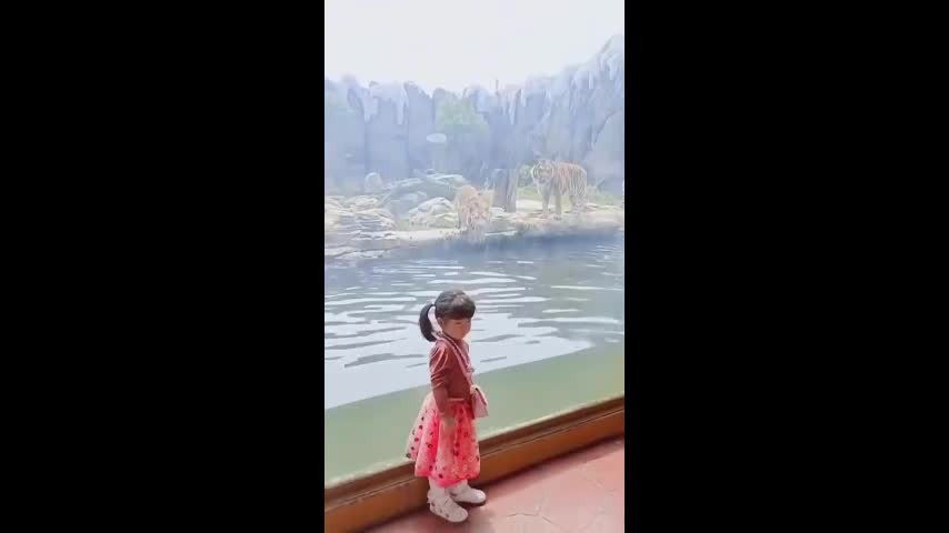 Video: Hổ phi thân vồ bé gái qua lớp cửa kính và cái kết Video: Ho phi than vo be gai qua lop cua kinh va cai ket