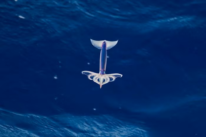 Loai muc khong chi boi duoi bien ma con co the bay tren khong trung-Hinh-3