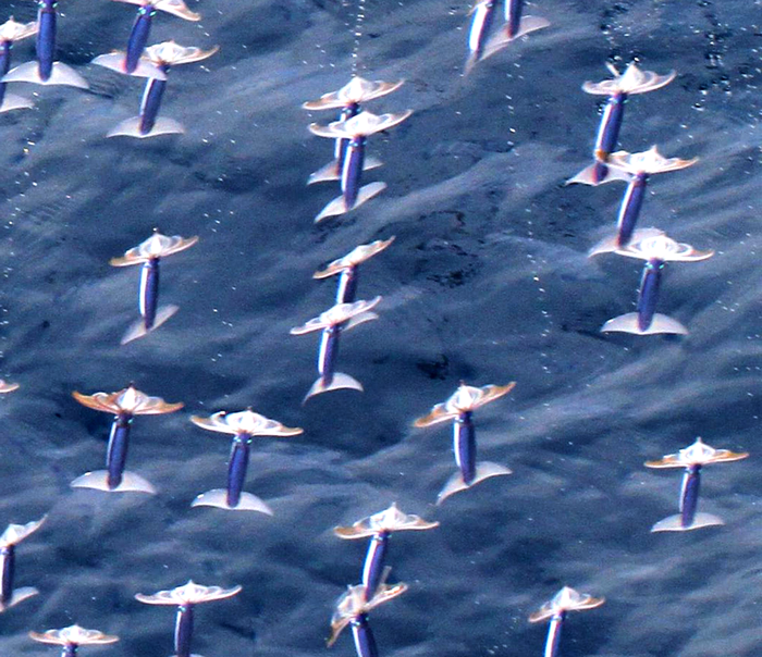 Loai muc khong chi boi duoi bien ma con co the bay tren khong trung-Hinh-2