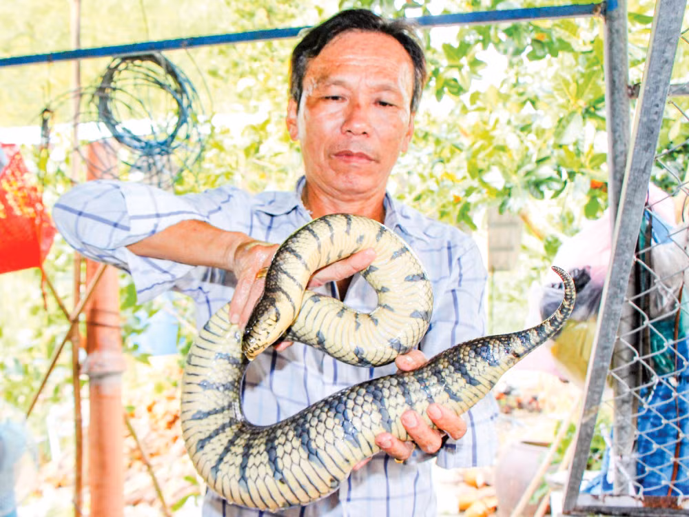 Bat 3 con ran dem ve nuoi, khong ngo 