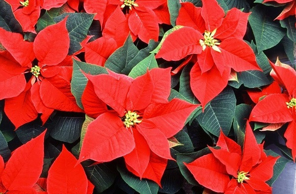 Mot so loai hoa trung Tet se mang den tai loc va hanh phuc-Hinh-8