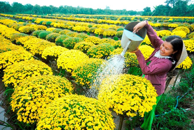 Mot so loai hoa trung Tet se mang den tai loc va hanh phuc-Hinh-3