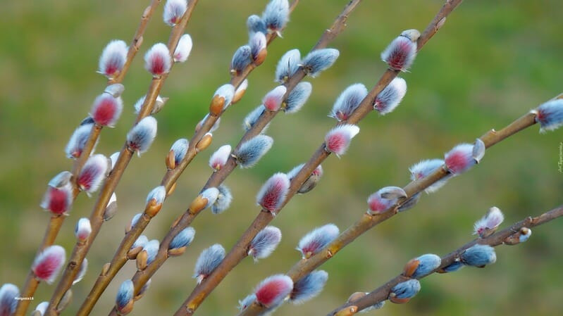 Mot so loai hoa trung Tet se mang den tai loc va hanh phuc-Hinh-4