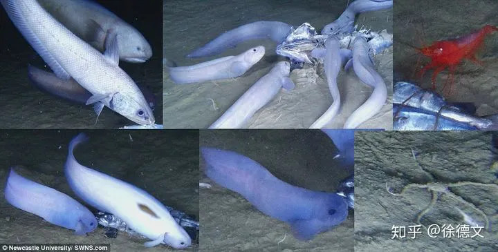 Loai ca ky la o do sau 8.000 met duoi day dai duong-Hinh-3