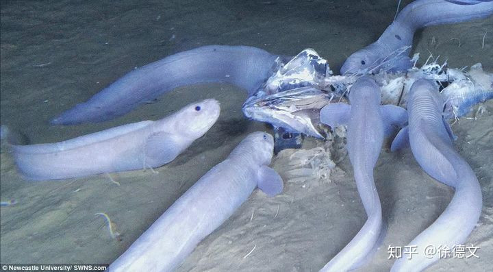 Loai ca ky la o do sau 8.000 met duoi day dai duong