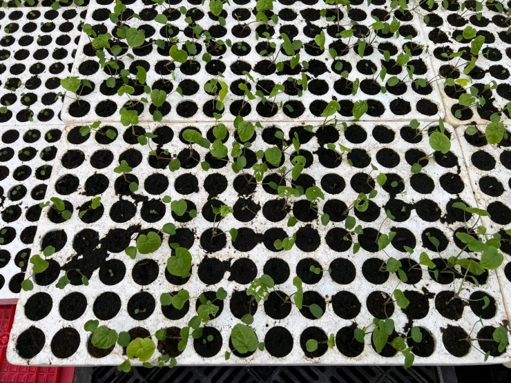 Trong cay gia vi dat do, nguoi dan ong Da Lat khong kip ban