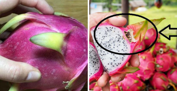 Thanh long chon qua dai hay tron? Chu vuon chi cach lua qua ngon-Hinh-3