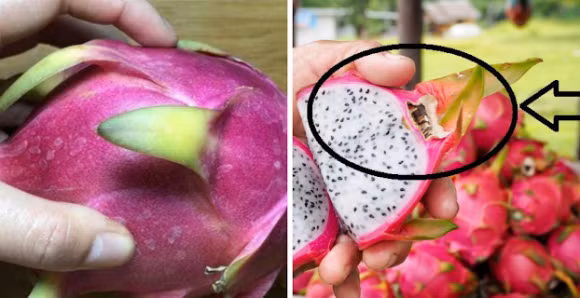 Thanh long chon qua dai hay tron? Chu vuon chi cach lua qua ngon-Hinh-3