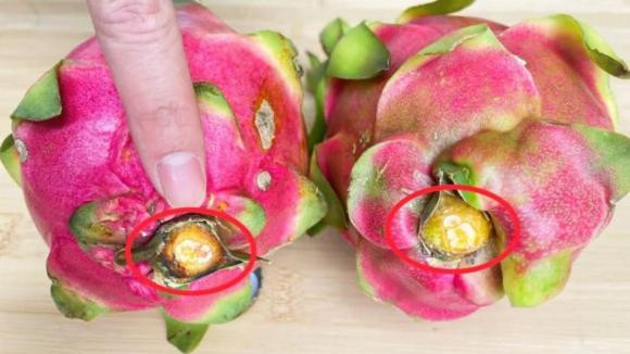 Thanh long chon qua dai hay tron? Chu vuon chi cach lua qua ngon