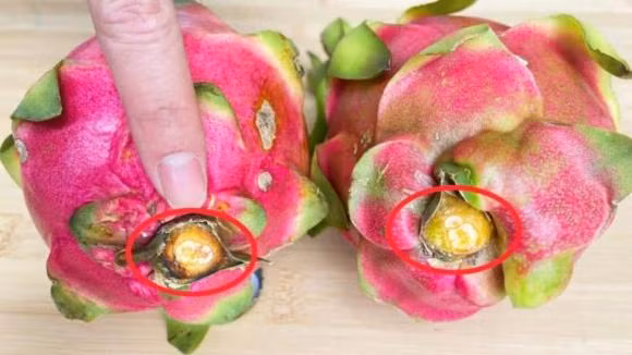 Thanh long chon qua dai hay tron? Chu vuon chi cach lua qua ngon