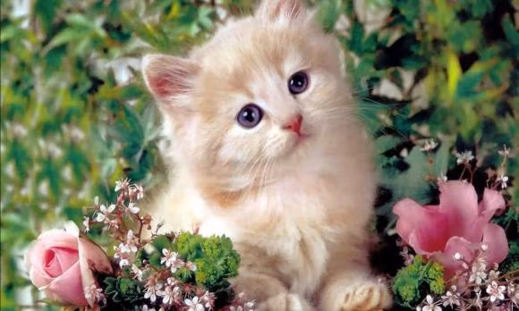 3 ngay toi, ba con giap khong ngung hot loc troi ban-Hinh-3