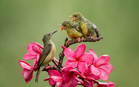 Tài năng của họ đã được thể hiện từ khi còn nhỏ, và họ nổi bật so với các bạn cùng lứa tuổi và được xếp vào hàng những người giỏi nhất. 