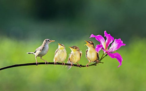  Tháng 1 âm lịch. Tháng đầu tiên là thời điểm bắt đầu của một năm mới, khi mọi thứ bừng tỉnh và hạnh phúc ập đến. Những người sinh vào tháng giêng âm lịch có năng lượng dương mạnh mẽ và có mệnh sẽ giàu có. 