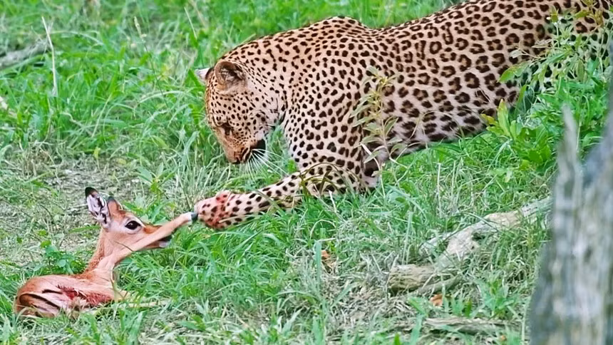 Cuu giup linh duong, bao hoa mai co am muu hiem doc