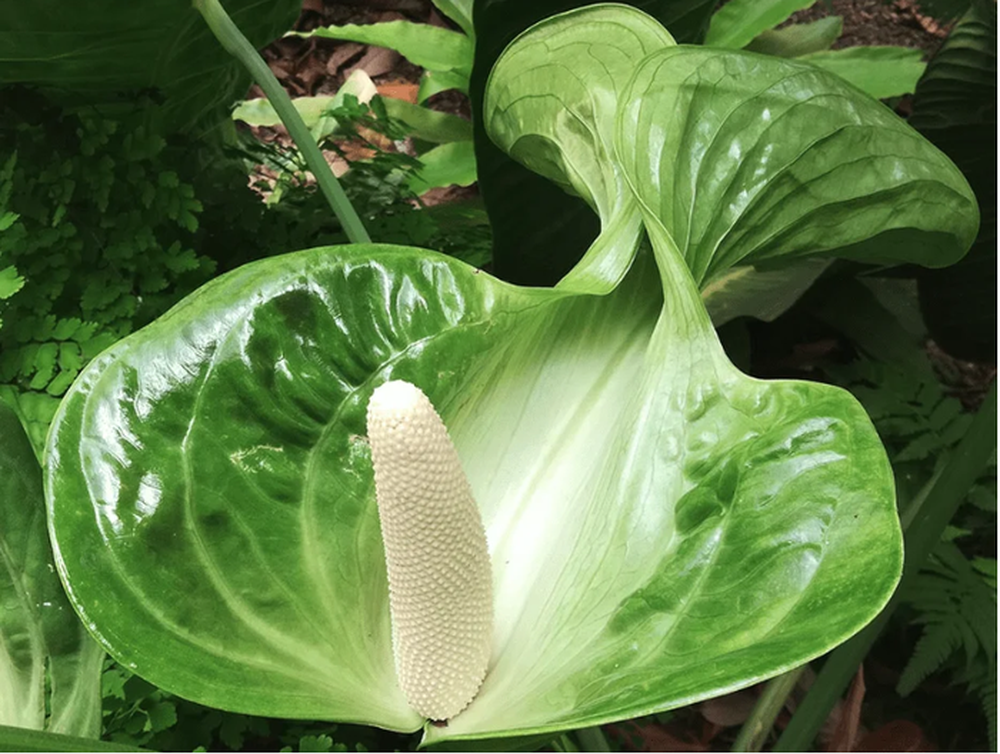 Chàng trai bị mỉa mai vì ôm chiếc lá lên máy bay - Hình 4 Chang trai bi mia mai vi om chiec la len may bay-Hinh-4