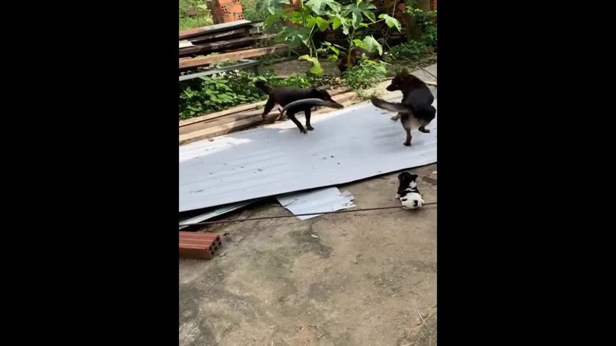 Video: Cho nha tu chien ran doc bao ve dan con va cai ket