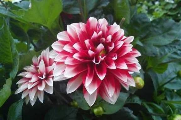 3 chom sao co nhieu co hoi kiem tien, su nghiep thang tien-Hinh-2