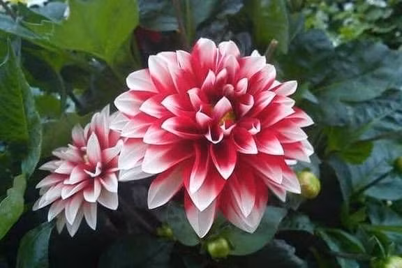 3 chom sao co nhieu co hoi kiem tien, su nghiep thang tien-Hinh-2