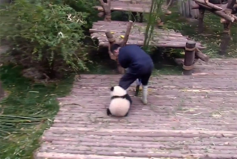 Video: “Chet cuoi” voi chu gau truc “lay loi” nhat the gioi