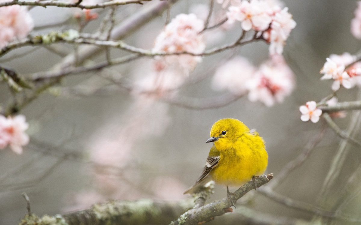 3 con giáp có quý nhân phù trợ, đón năm mới đủ đầy - Hình 2 3 con giap co quy nhan phu tro, don nam moi du day-Hinh-2