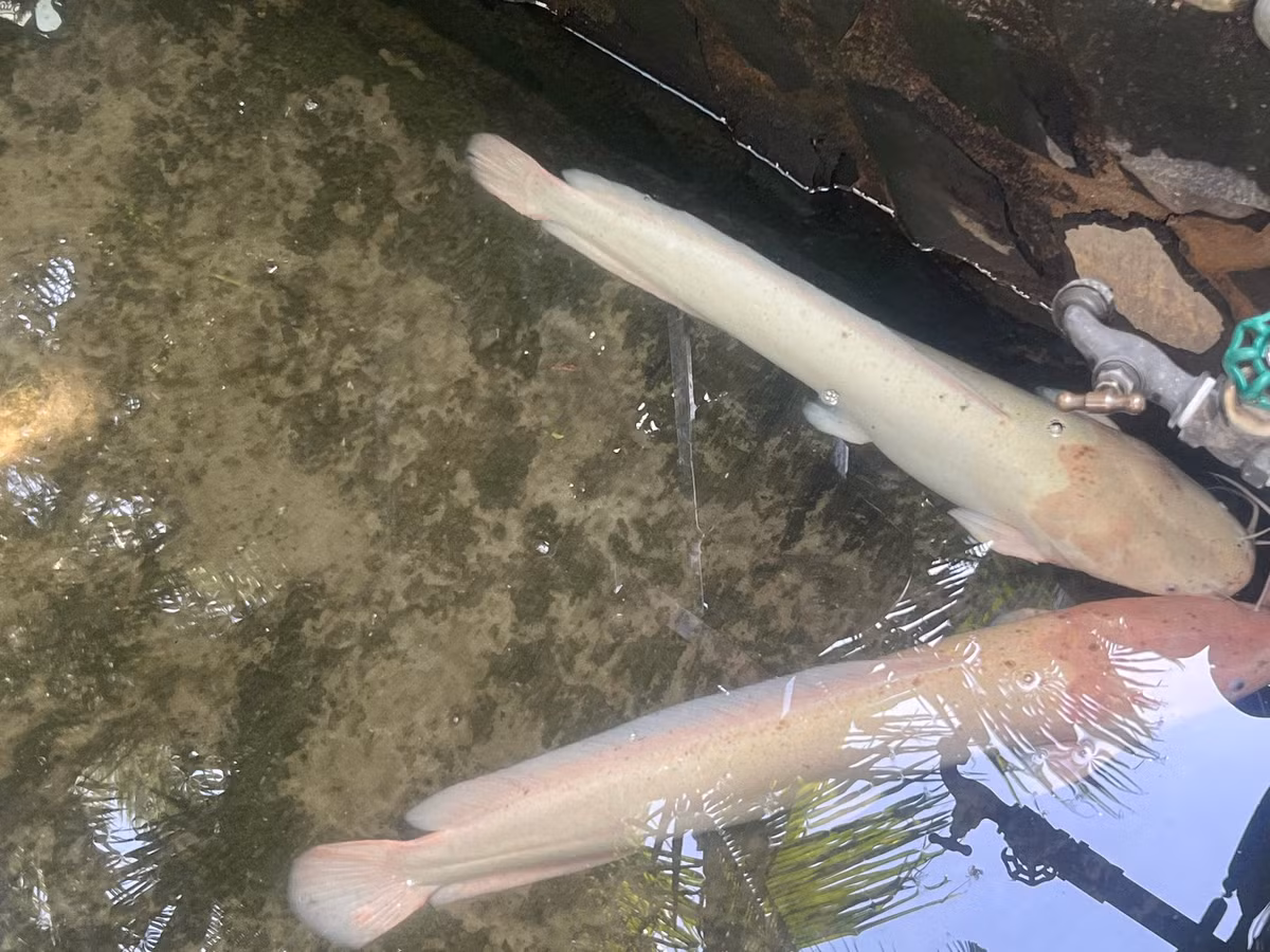 Quan ca phe doc, la o Can Tho-Hinh-10