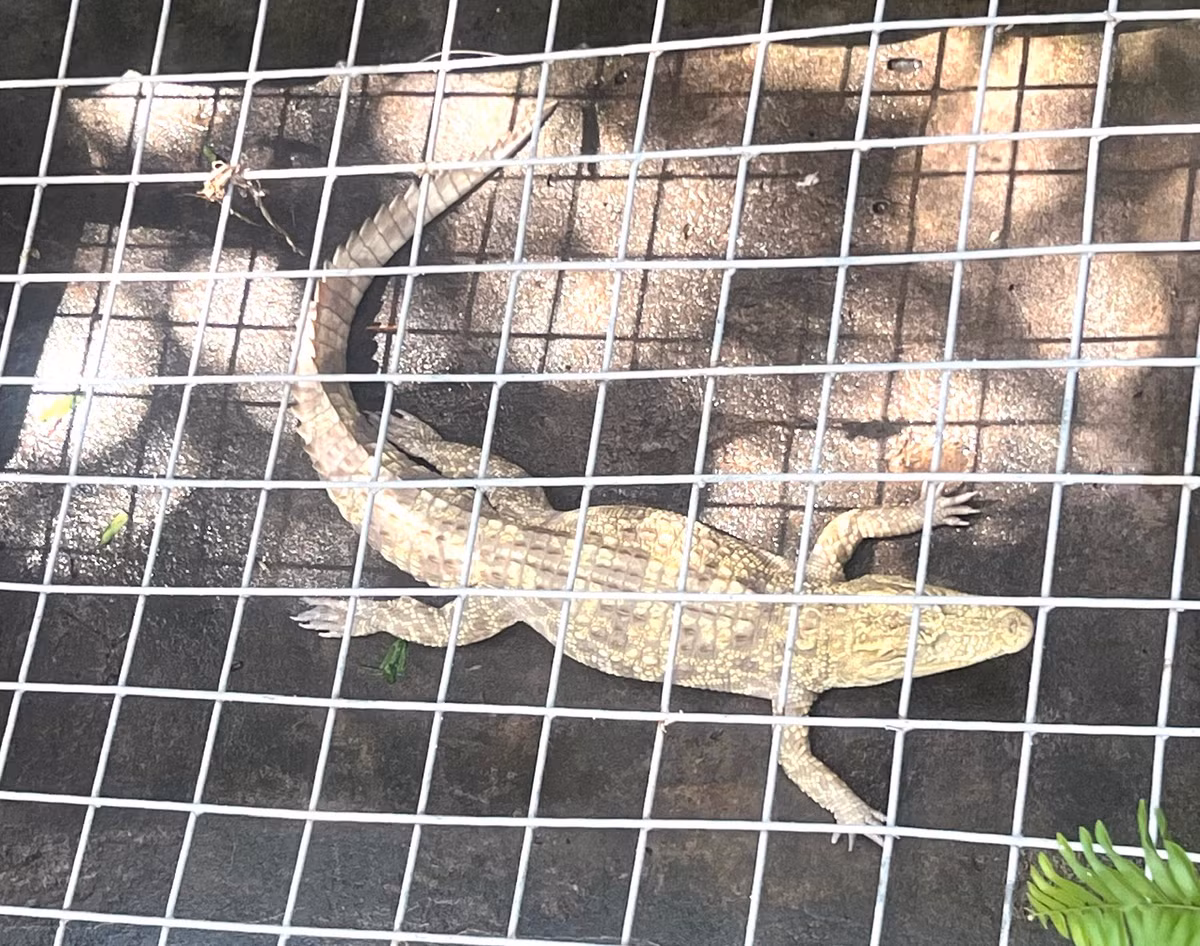 Quan ca phe doc, la o Can Tho-Hinh-6