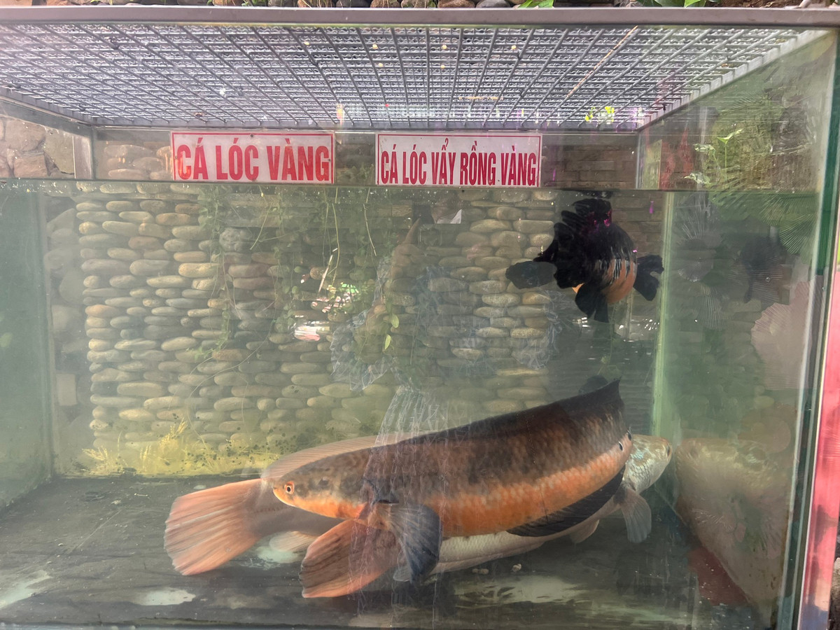 Quan ca phe doc, la o Can Tho-Hinh-9