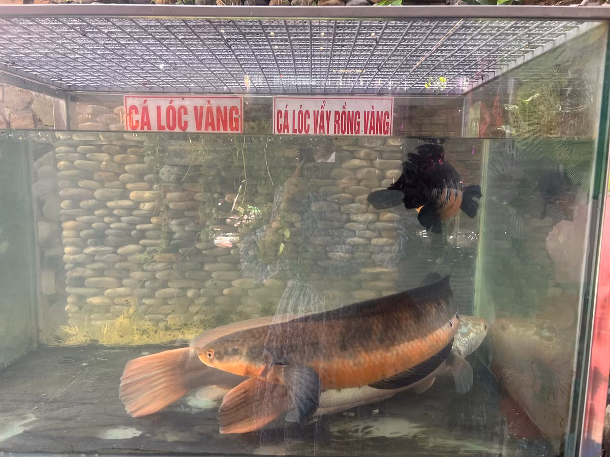 Quan ca phe doc, la o Can Tho-Hinh-9