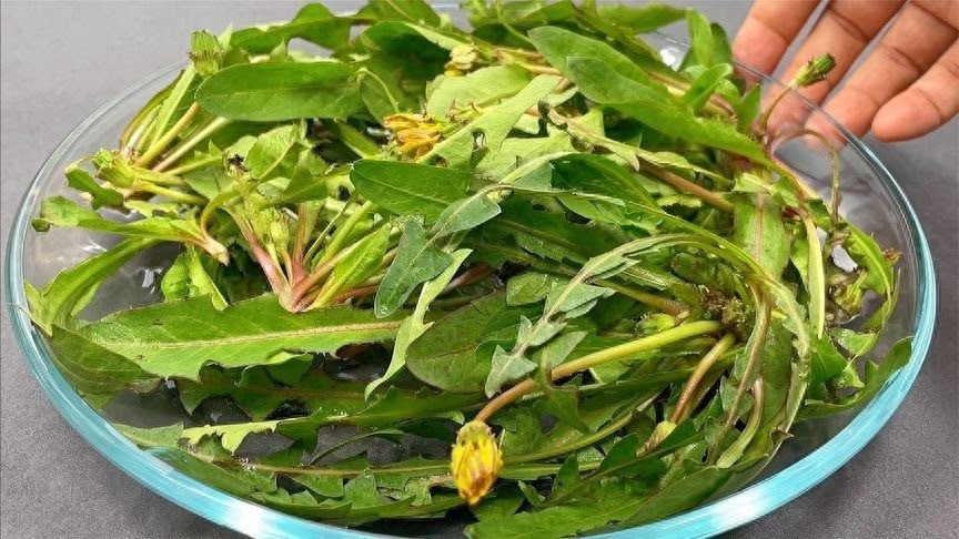 Loại rau dại toàn bị nhổ bỏ hóa ra là "vua bổ gan" - Hình 2 Loai rau dai toan bi nho bo hoa ra la