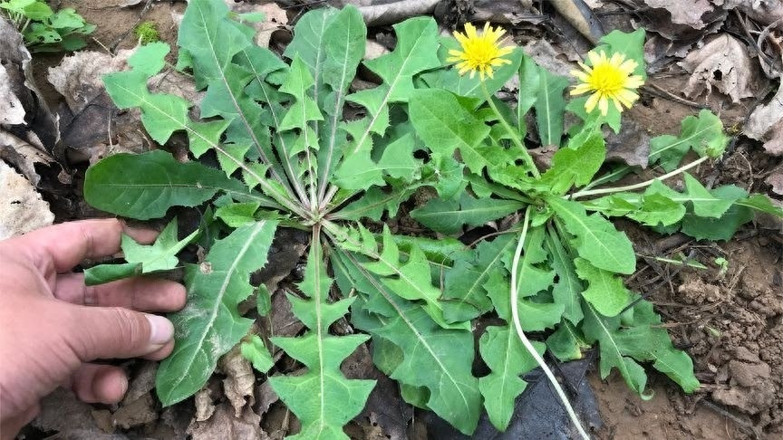 Loại rau dại toàn bị nhổ bỏ hóa ra là "vua bổ gan" Loai rau dai toan bi nho bo hoa ra la