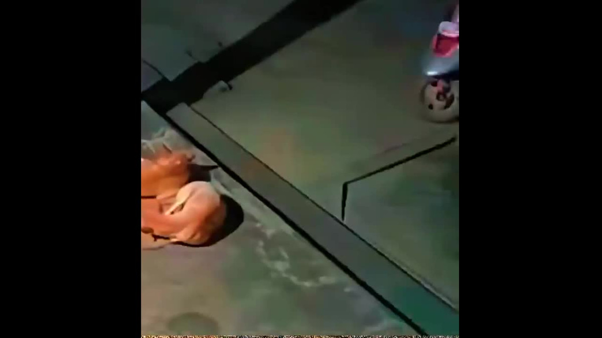 Video: Báo hoa mai đột nhập nhà dân tấn công chó Video: Bao hoa mai dot nhap nha dan tan cong cho