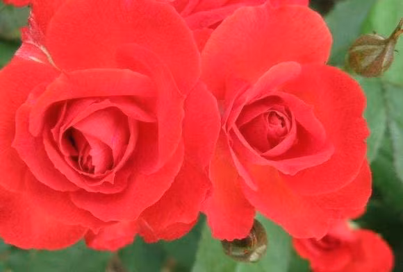 Trong gia dinh co nguoi sinh vao thang nay, phuc loc day nha-Hinh-3