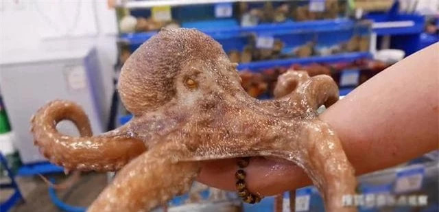 Ngac nhien voi chi so IQ cua bach tuoc