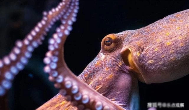 Ngac nhien voi chi so IQ cua bach tuoc-Hinh-7