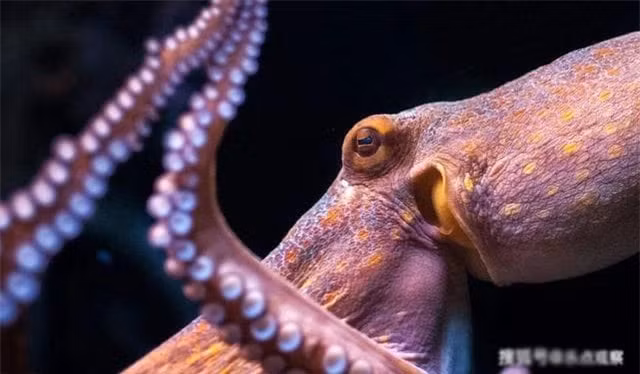 Ngac nhien voi chi so IQ cua bach tuoc-Hinh-7