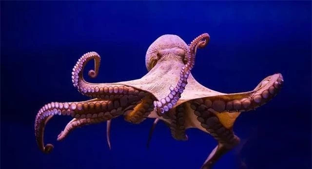 Ngac nhien voi chi so IQ cua bach tuoc-Hinh-2