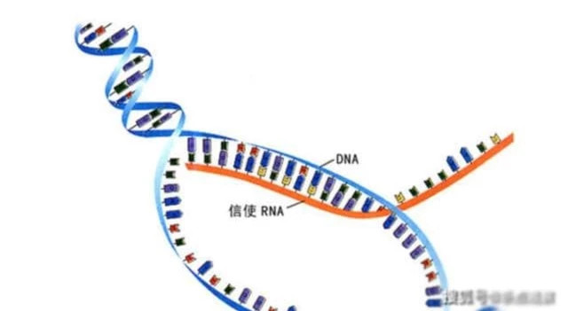 Ngac nhien voi chi so IQ cua bach tuoc-Hinh-5