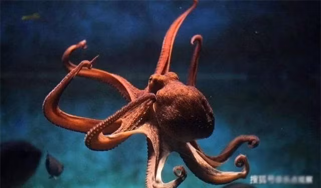 Ngac nhien voi chi so IQ cua bach tuoc-Hinh-6