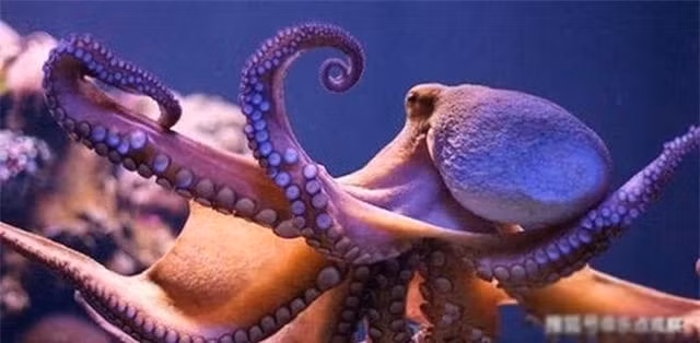 Ngac nhien voi chi so IQ cua bach tuoc-Hinh-3