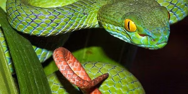 Ban đầu, cả hai sát cánh chiến đấu, thường là có nhiều thành tích rực rỡ hơn. Sự nghiệp nhất định sẽ thăng hoa, tiền bạc rủng rỉnh theo từng năm. Tuổi già không những có thể giàu có mà còn kéo dài tuổi thọ. 