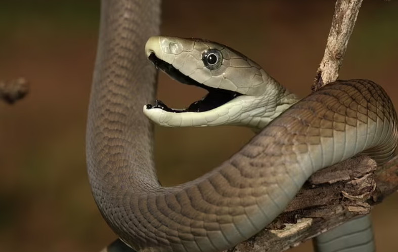 Sinh ra để tận hưởng cuộc sống. Và họ có mối quan hệ tuyệt vời với tiền bạc, và họ sẽ không bao giờ thiếu tiền để chi tiêu trong đời. Chỉ cần một trong hai vợ chồng là con giáp rắn thì hầu hết con cái đều sẽ kháu khỉnh và có tương lai xán lạn. 