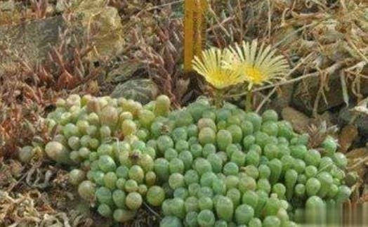 Du khach den chau Phi phat hien duoi dat nhieu 'ngoc thach'-Hinh-2